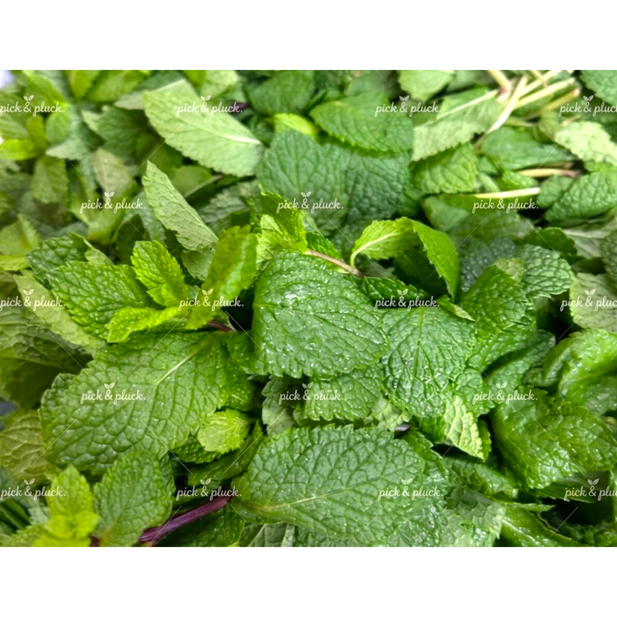 Mint (Bunch) 120g - 150g