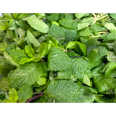 Mint (Bunch)  120g - 150g