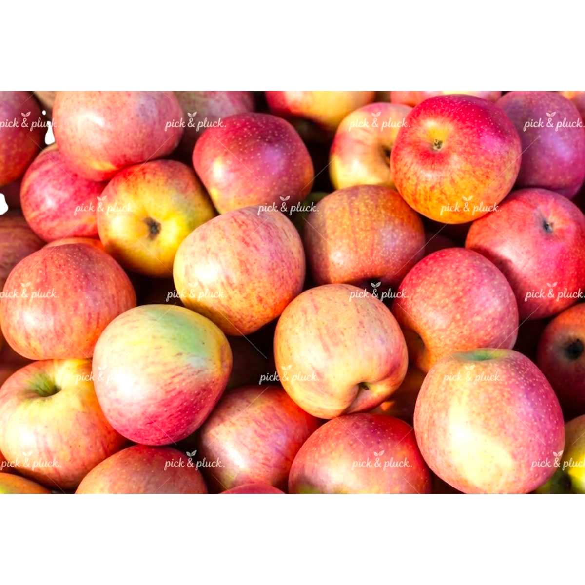 Royal Gala Apple (Piece)